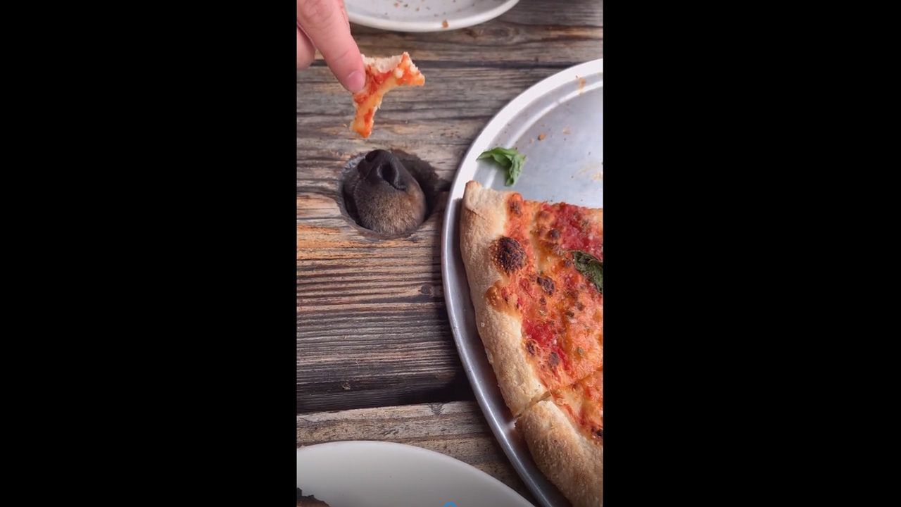 Video thumbnail for Dog Under the Table Begs Diners for a Bite of Their Pizza