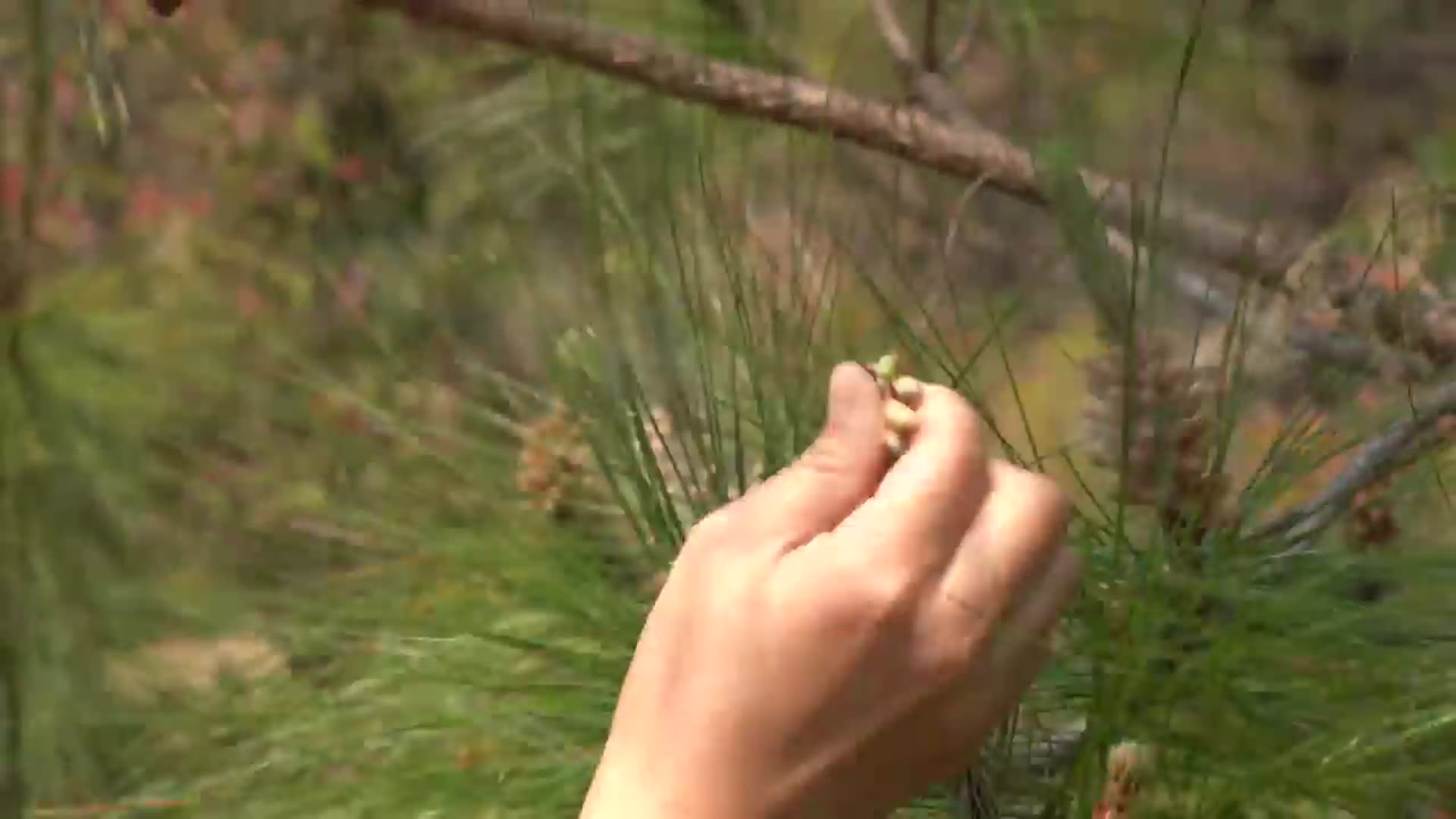 Video thumbnail for 松花糕—古镇街头那个软绵香甜的小方块糕点【滇西小哥】 (720p 25fps)