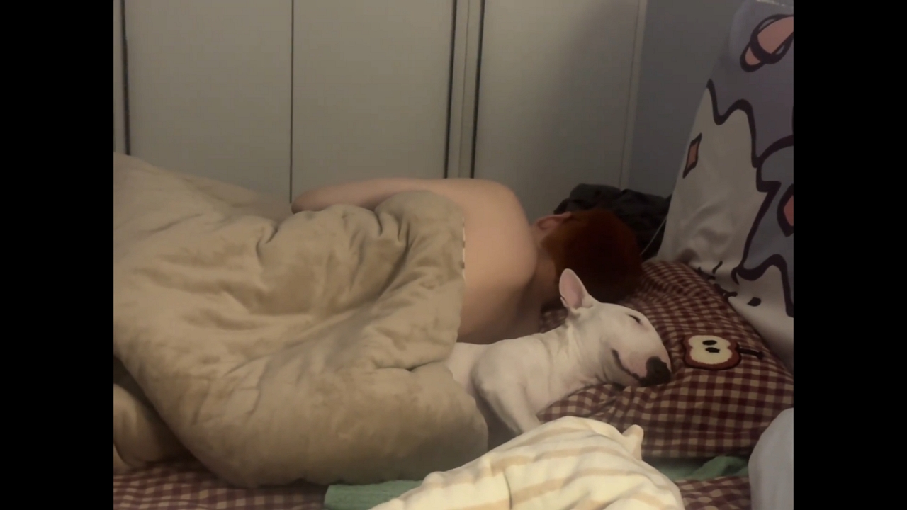 Video thumbnail for Bull Terrier Naps Comfortably Under Blanket in Beijing