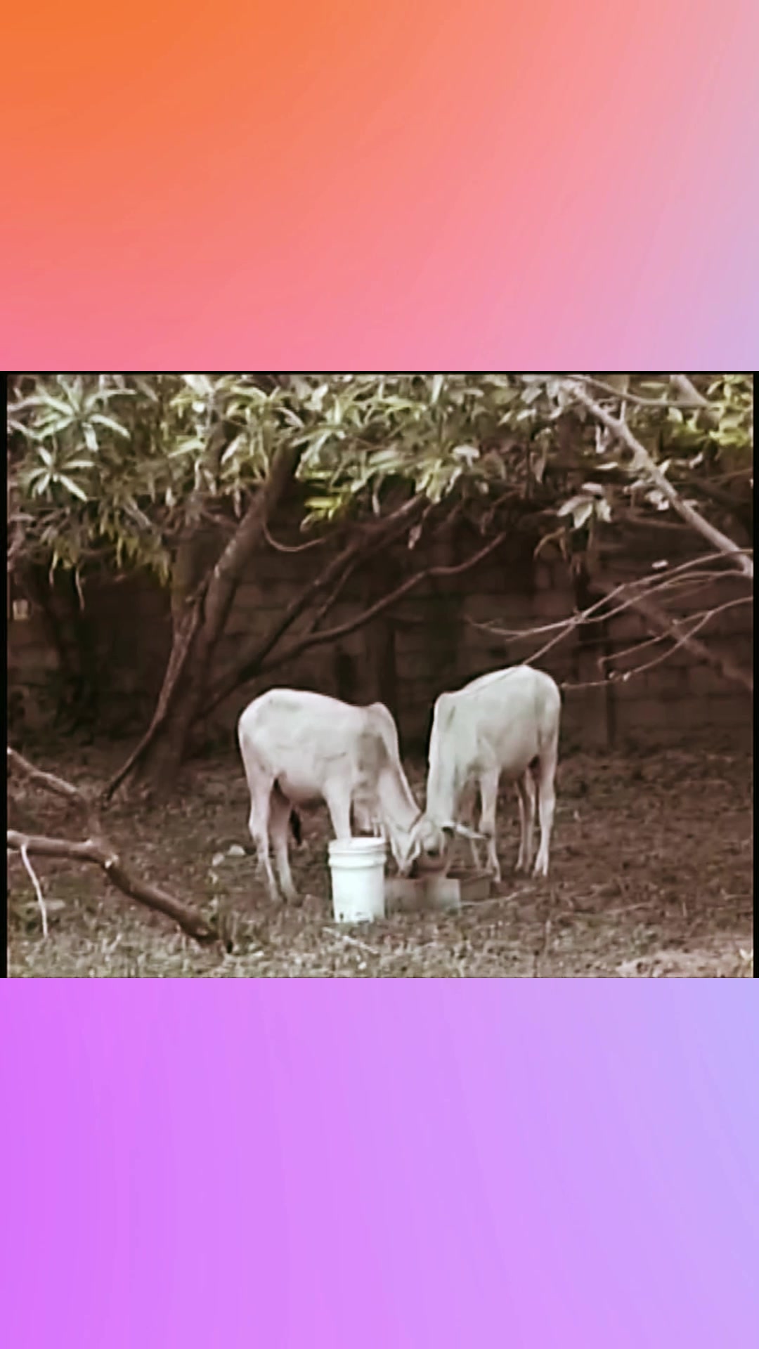 Video thumbnail for Animal Farm Talavera Stile 2000 Made with Clipchamp