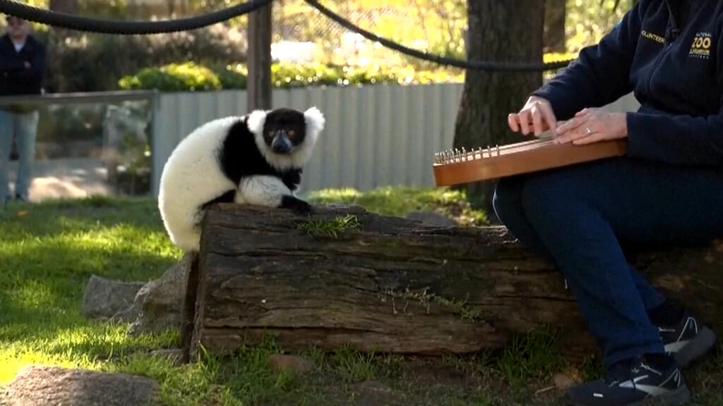 Video thumbnail for Canberra's zoo treats its residents to personnalised musical therapy