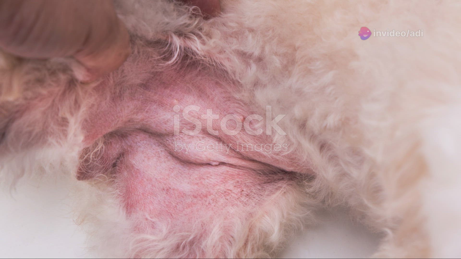 'Video thumbnail for invideo-ai-1080 CBD for Pups_ Can It Combat Yeast Infect 2024-05-10'