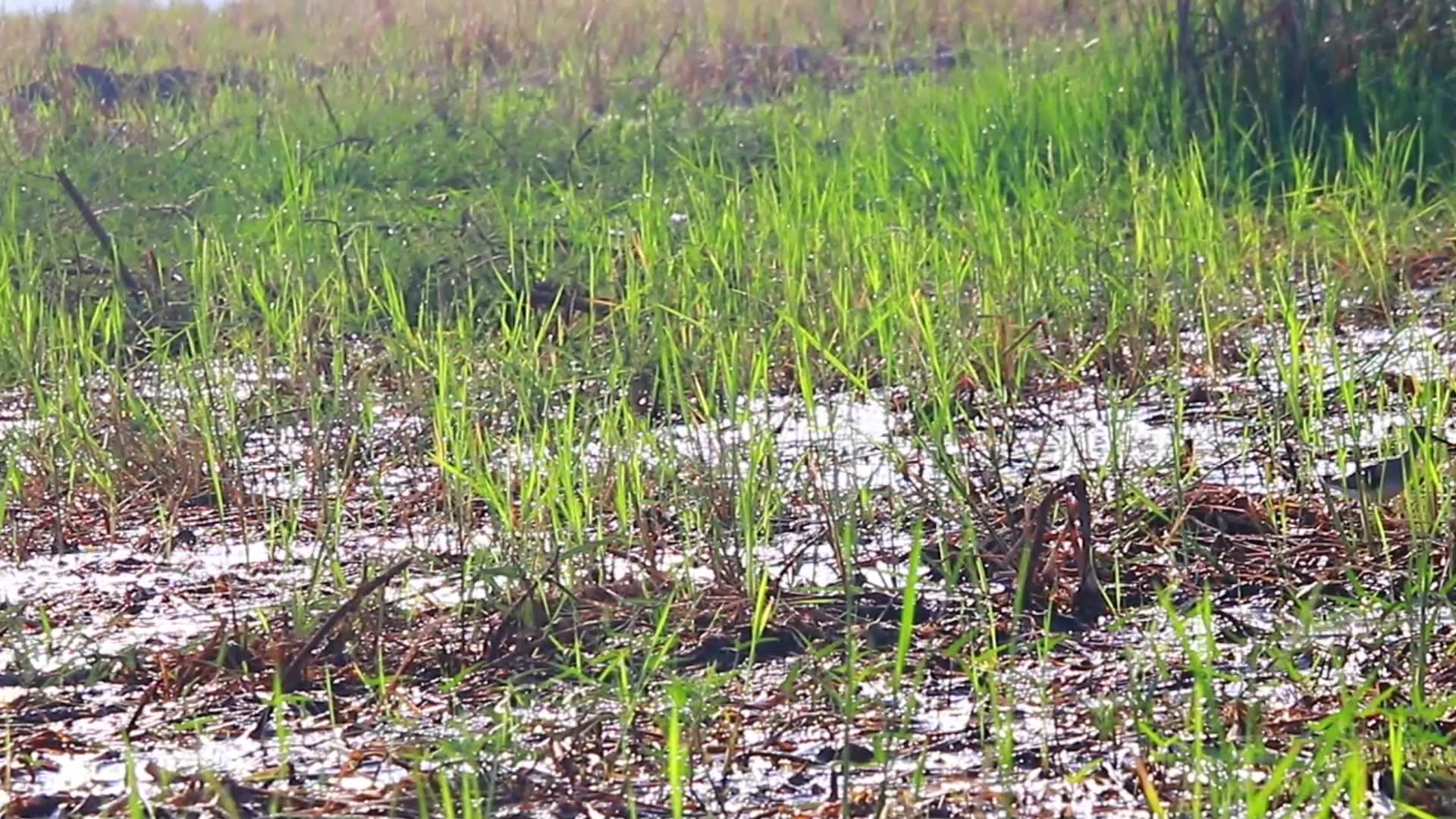 Video thumbnail for Cute wild small bird stay in grass catch food eat