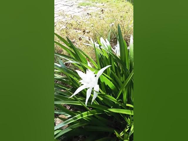 Video thumbnail for new trend 📈 #newmusic #music #newsong