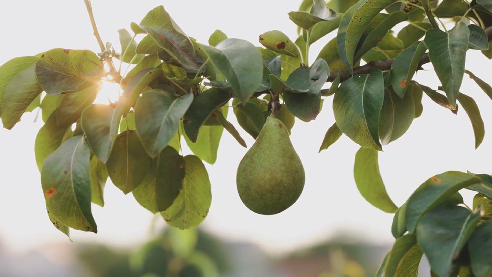 'Video thumbnail for Tips for Growing Pears in the Backyard'