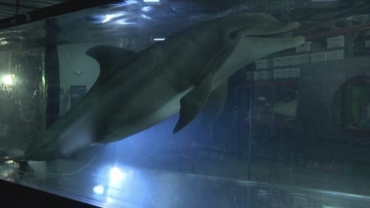Video thumbnail for A closer look: Edge Innovations robot dolphin vs real dolphin