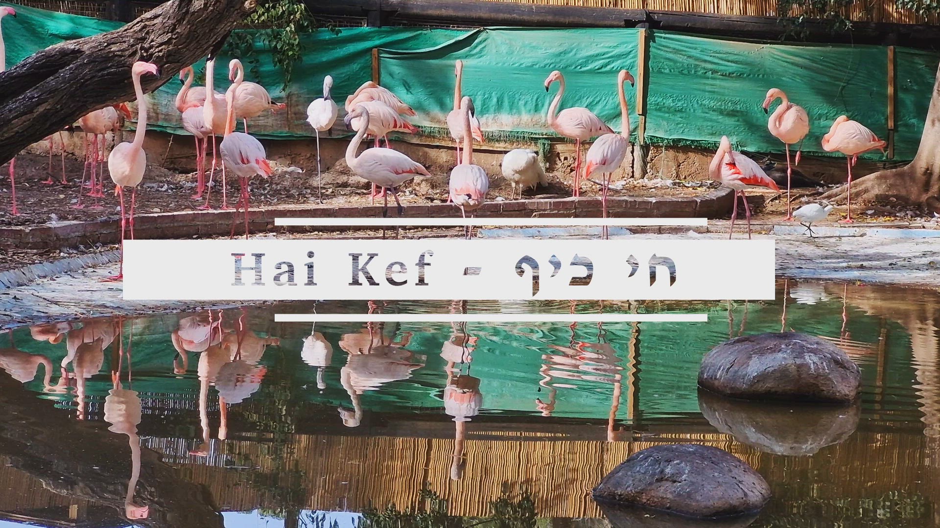 'Video thumbnail for Hai Kef'