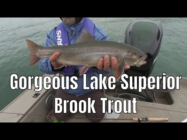 Video thumbnail for Gorgeous Lake Superior Brook Trout  | Fish'n Canada