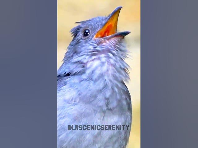 Video thumbnail for Rhytipterna