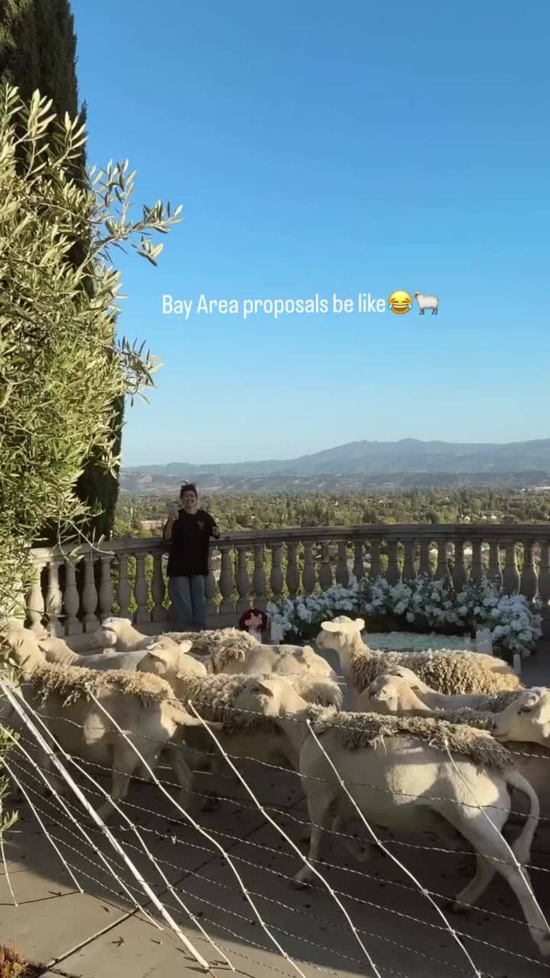 Video thumbnail for Flock of Sheep Crashes Bay Area Proposal Setup