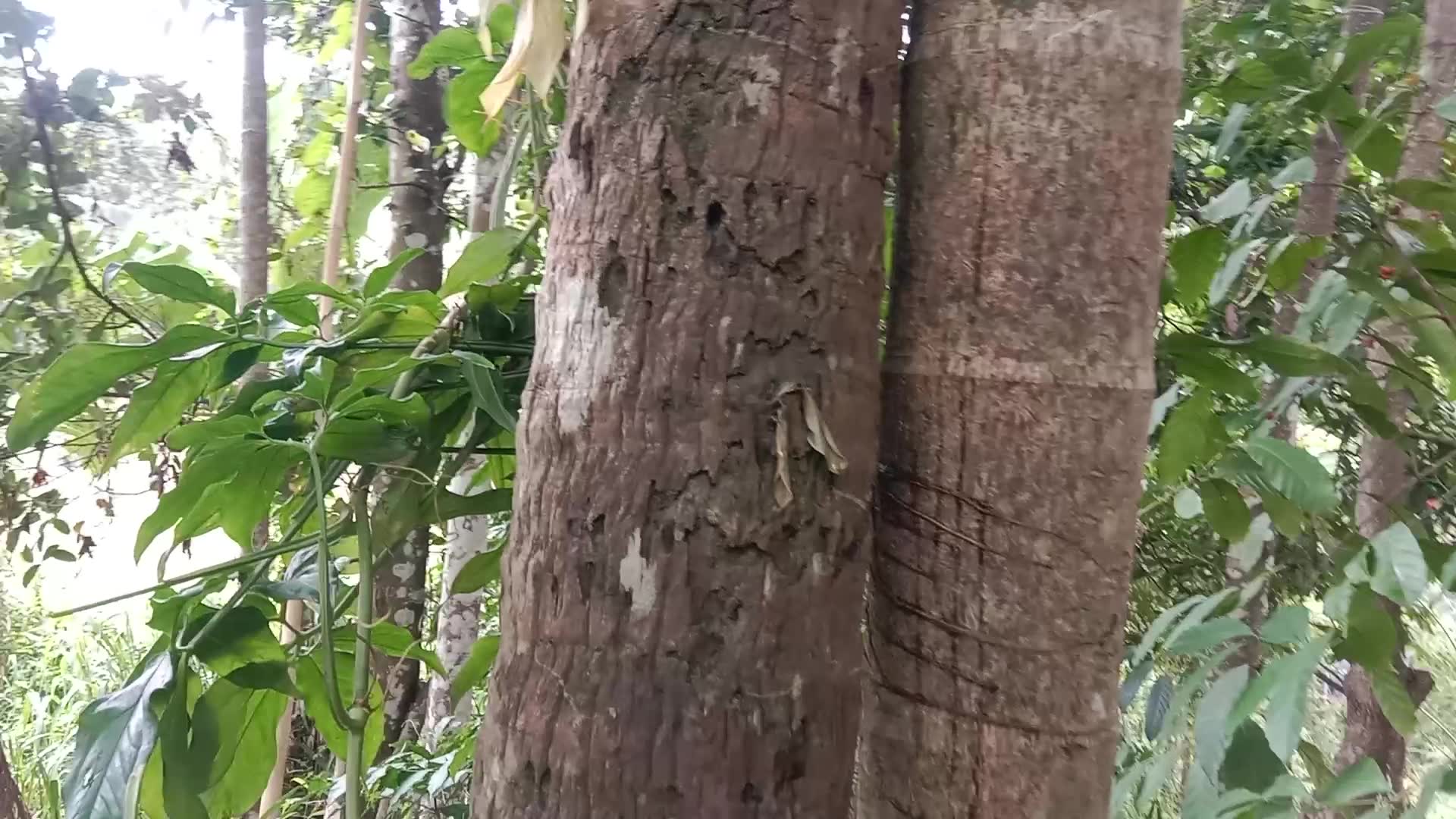 Video thumbnail for The Trunk of an Old Coconut Tree