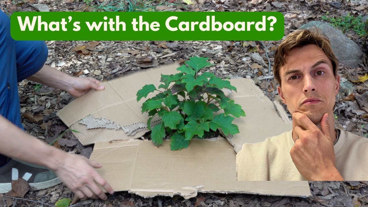 Video thumbnail for Using Cardboard to Help Shrubs & Plants Grow Better