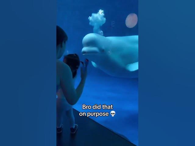 Video thumbnail for @ChannelChatter-k9j