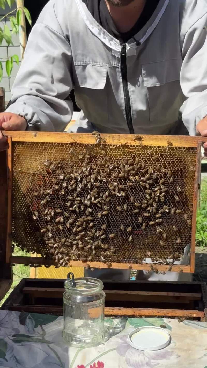 Video thumbnail for Frozen Bees Revive after a Controlled Chill