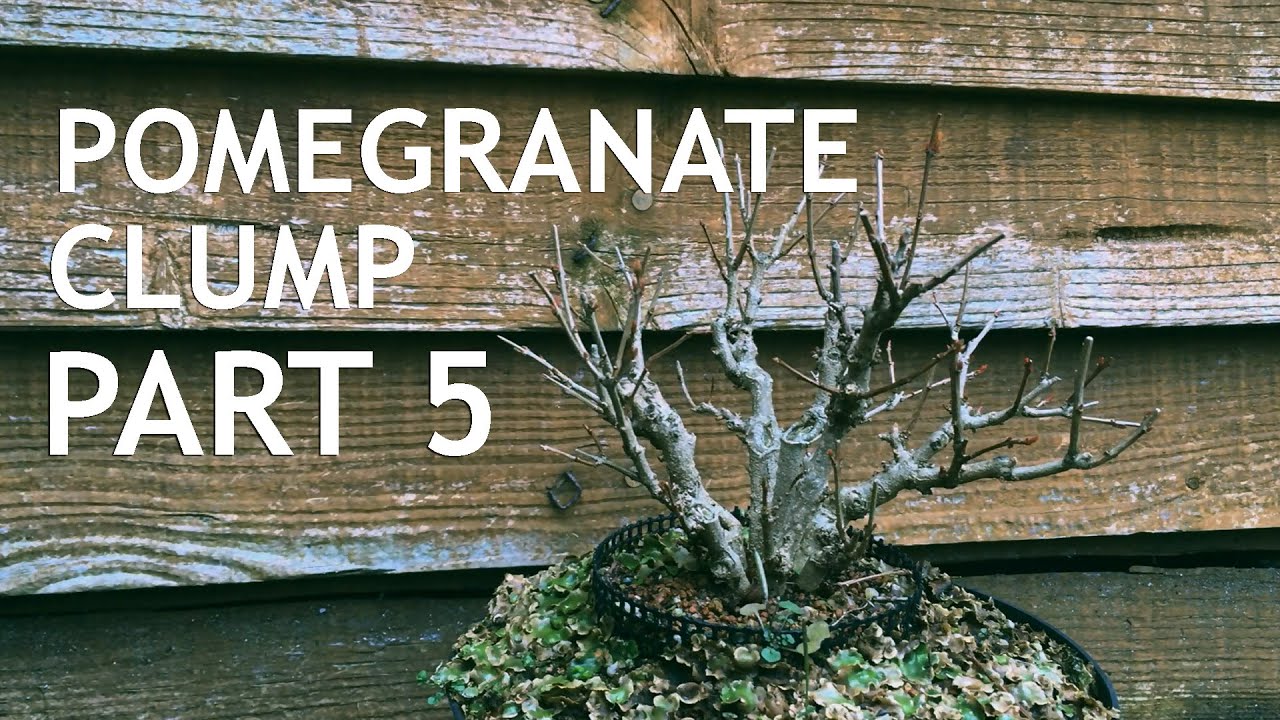 Video thumbnail for Pomegranate Fusion Clump Style Bonsai, from seed, 5