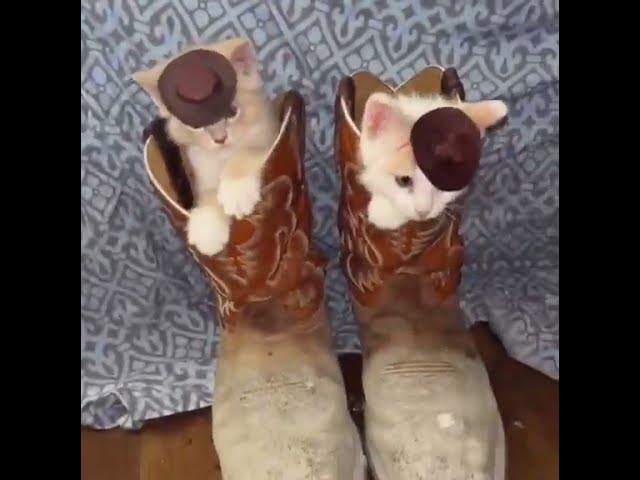 Video thumbnail for very the silly pinkcore