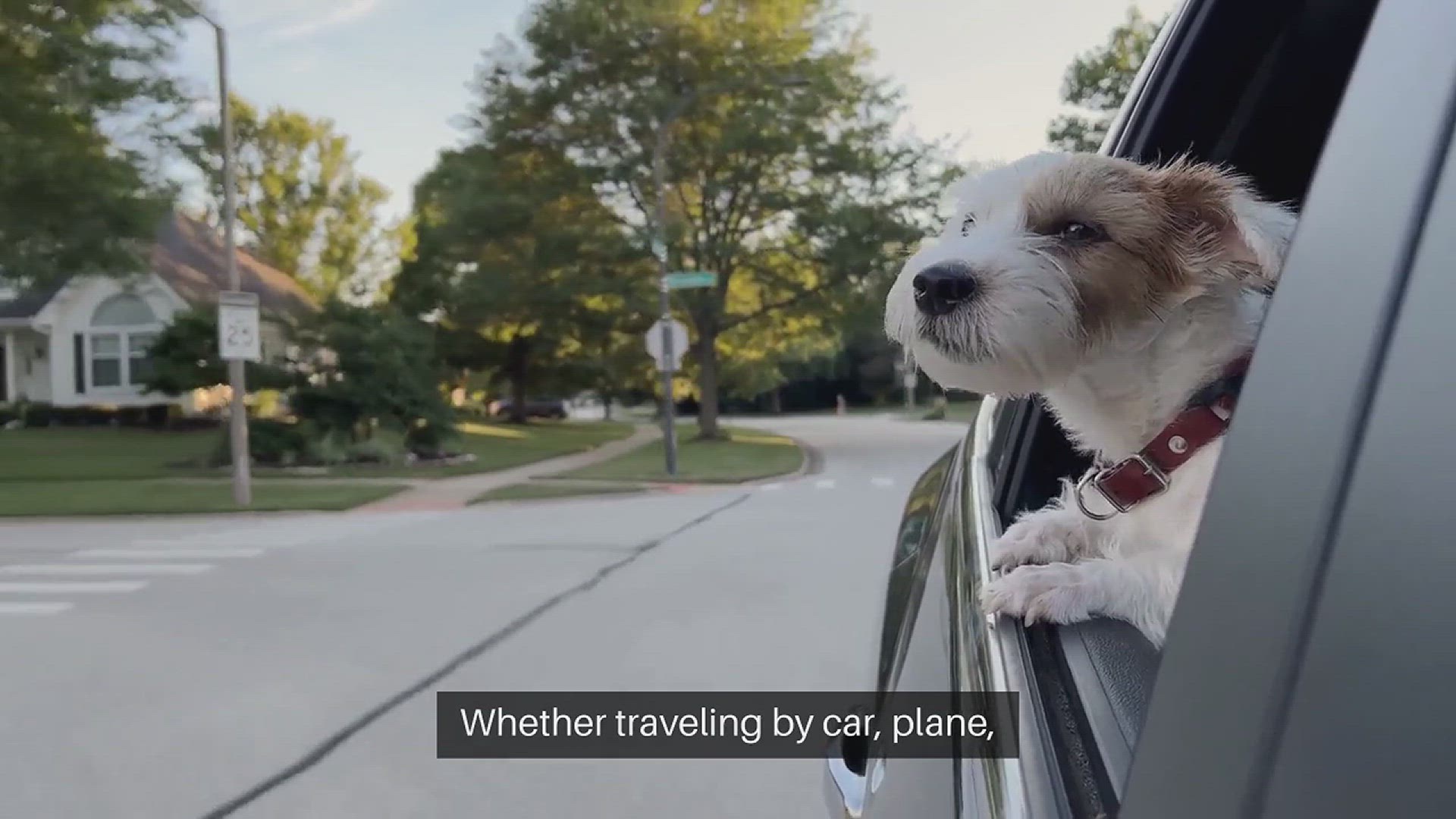 Video thumbnail for Safe Travel Crates for Pets