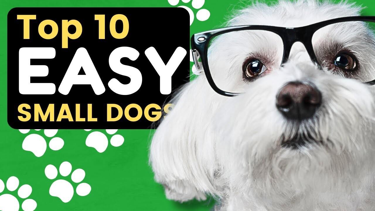 Video thumbnail for Top 10 Easy Small Dog Breeds That Are Great for Seniors - Dogs 101