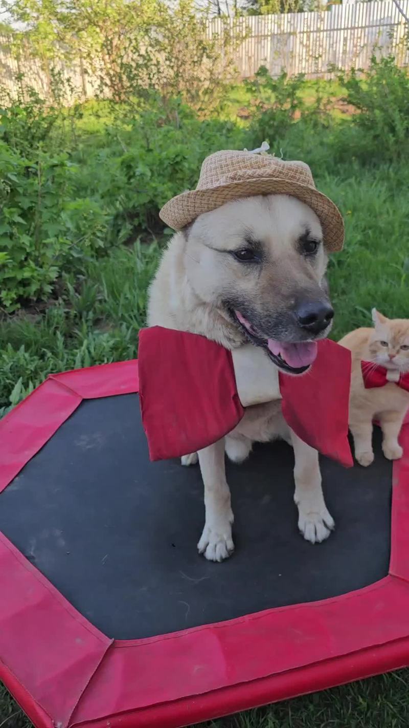 Video thumbnail for Cat in Bow Tie Drenches Dog on Trampoline