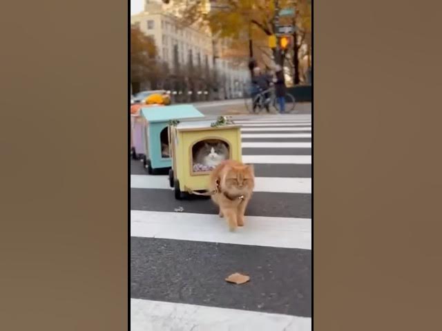 Video thumbnail for The Cutest Cat Caravan Ever Seen at an Intersection