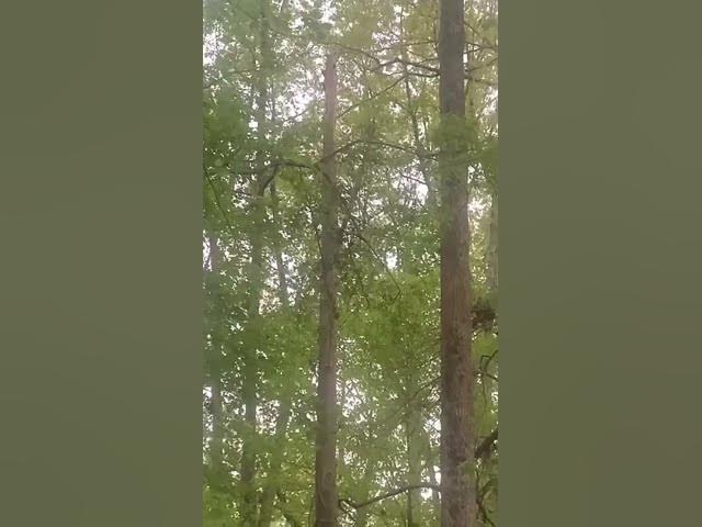 Video thumbnail for Zoom in and listen to hear woody drill da tree… #nature