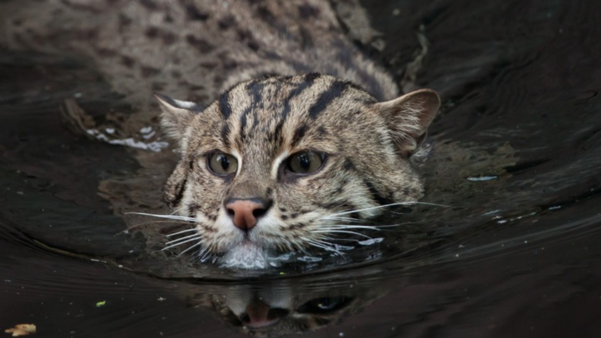 Video thumbnail for Why Fishing Cats Are Unlike Any Other Wild Feline