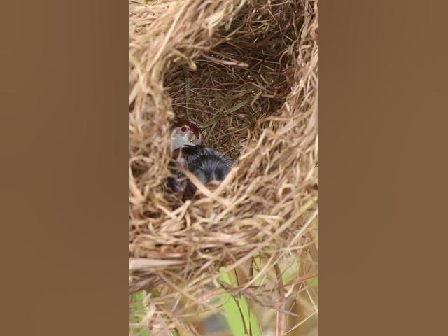 Video thumbnail for Top Baby Grown Sparrow In Nest EP#030 #nestegg #egglaying #satisfying #nestling #eggproduction
