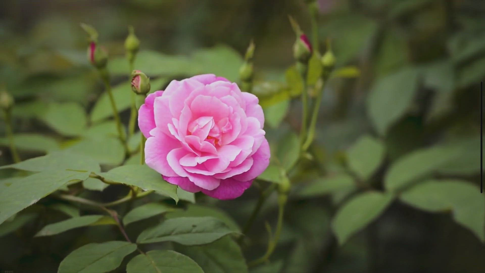 Video thumbnail for Les 5 Meilleures Méthodes pour Fertiliser vos Rosiers : Guide Ultime