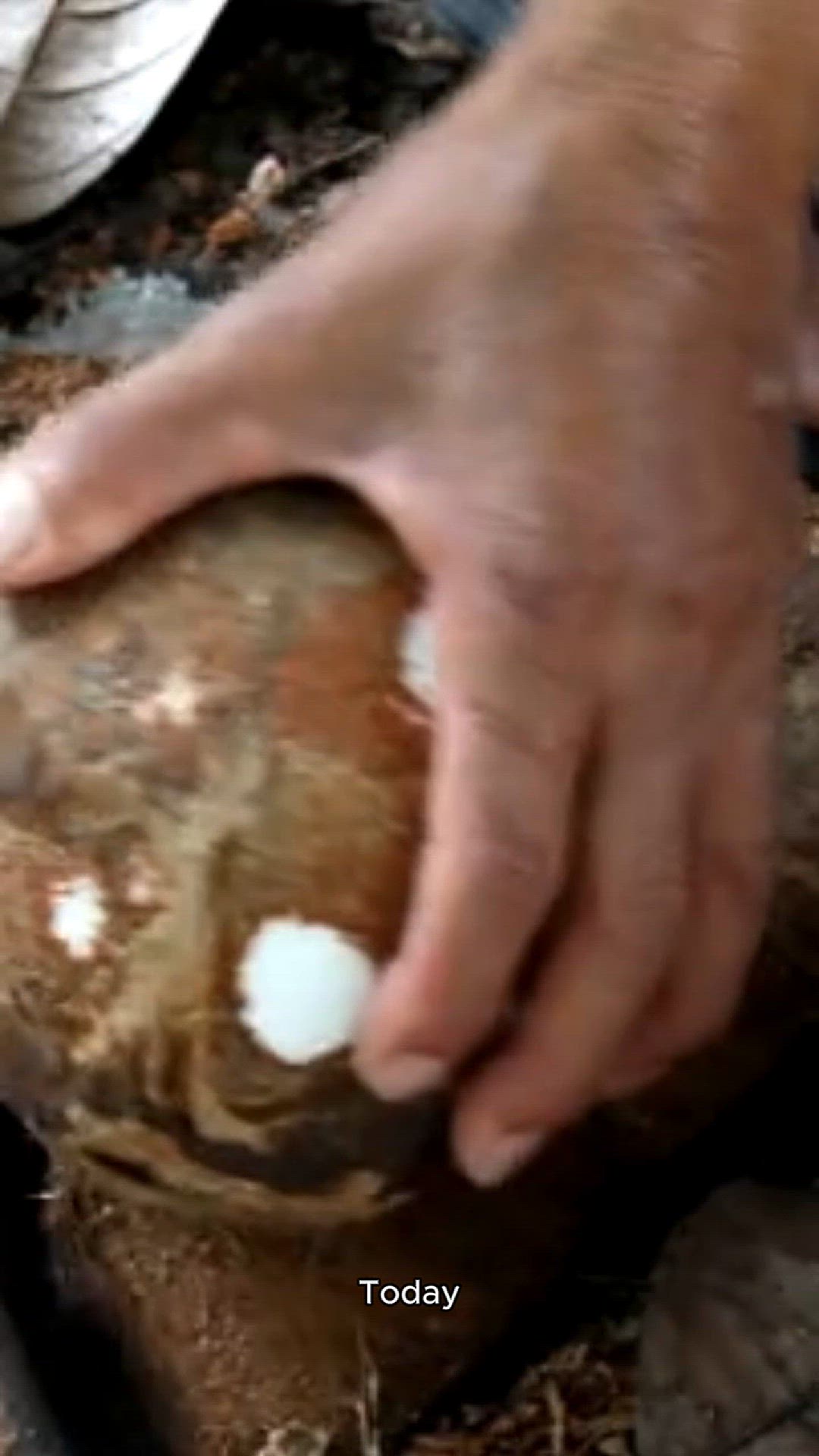 Video thumbnail for coconut recipe