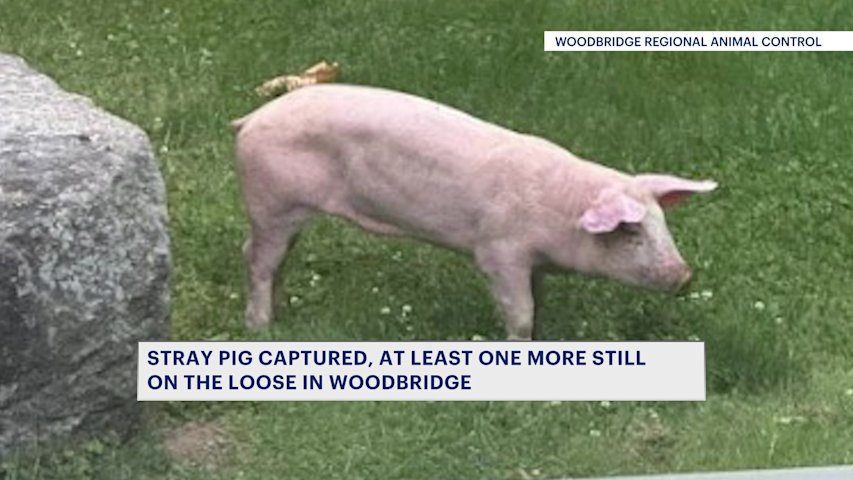 Video thumbnail for 'A little weird.' Two stray pigs spotted in Woodbridge; one captured, one still loose