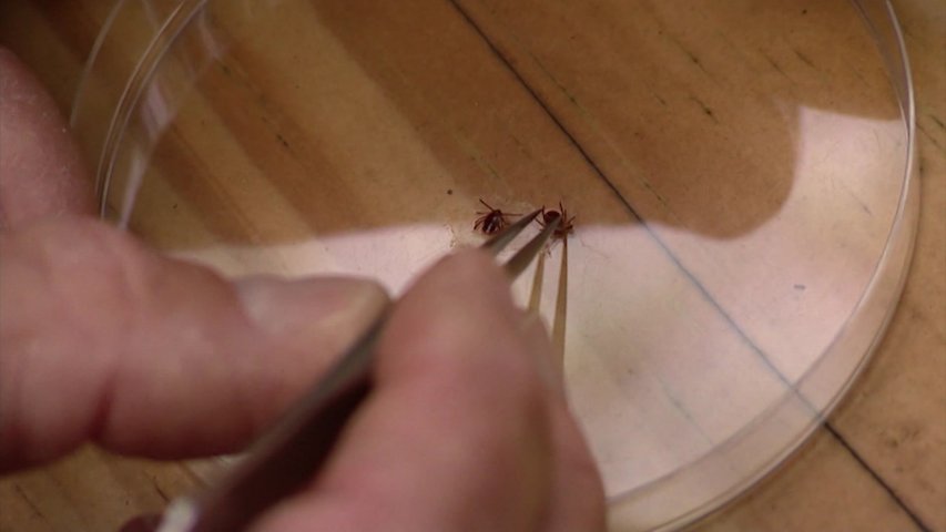 Video thumbnail for Second Suffolk family speaks out after rare tick-borne illness diagnosis