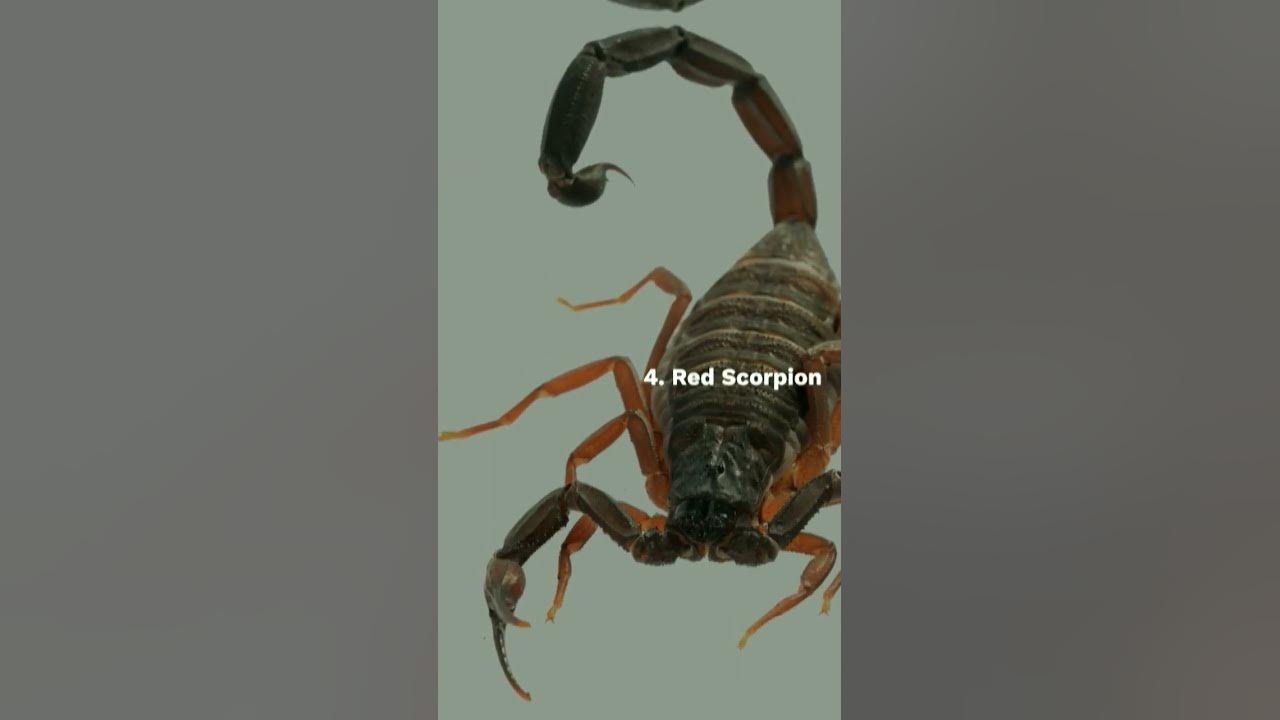 Video thumbnail for 10 Most dangerous animals in India #animals #viralshorts