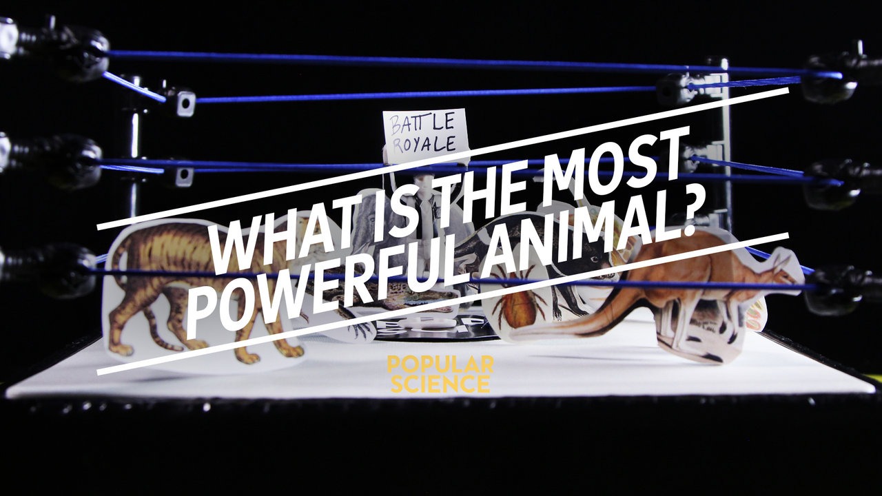 Video thumbnail for What is the Most Powerful Animal?