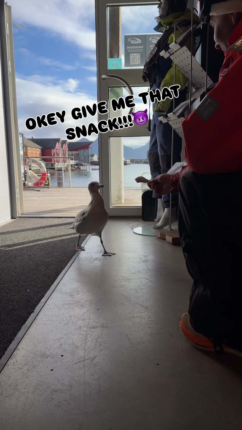 Video thumbnail for Office Seagull Collects the Daily Fish Tax