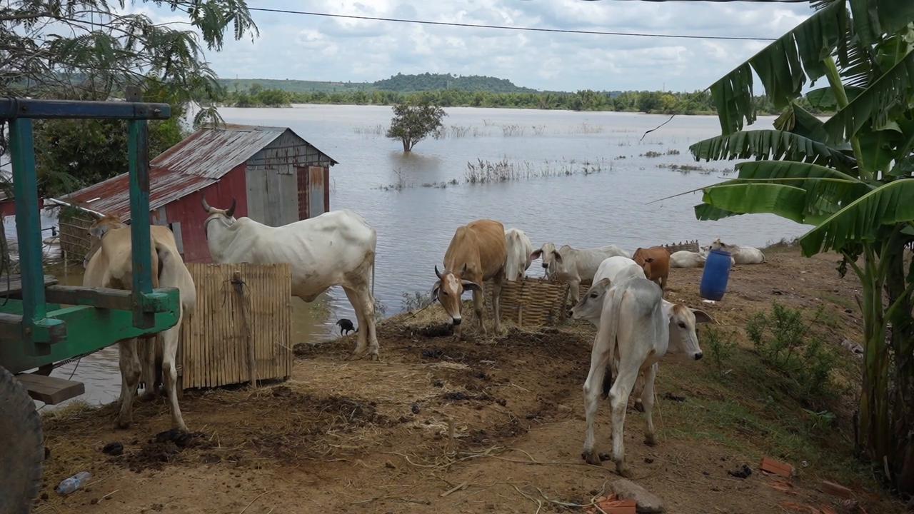 Video thumbnail for Cambodia: Floods inundate rice fields and homes in Cambodia.