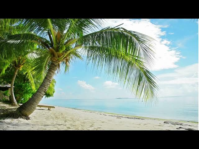 Video thumbnail for Finding Peace: A Meditative Journey Through Nature