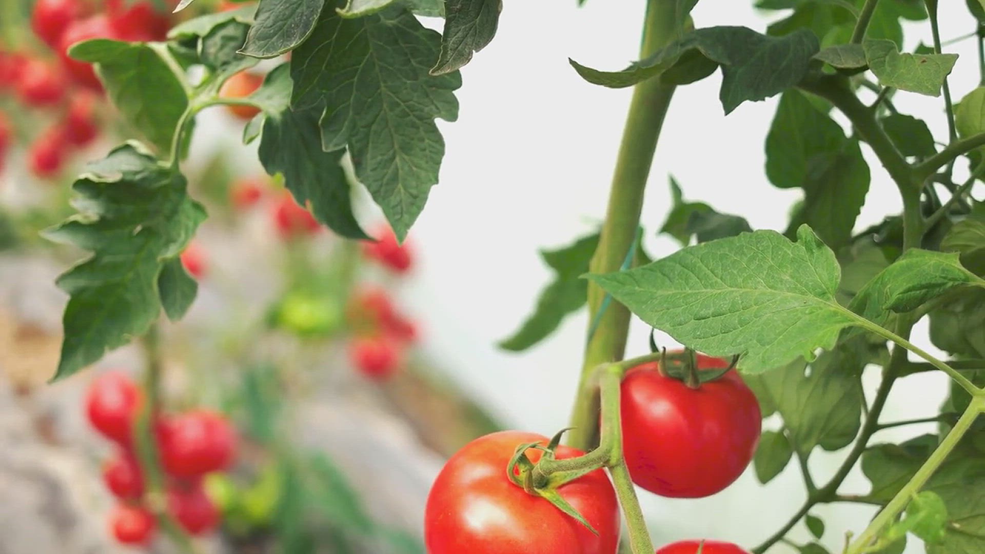 'Video thumbnail for How to Grow Peas in the Garden'