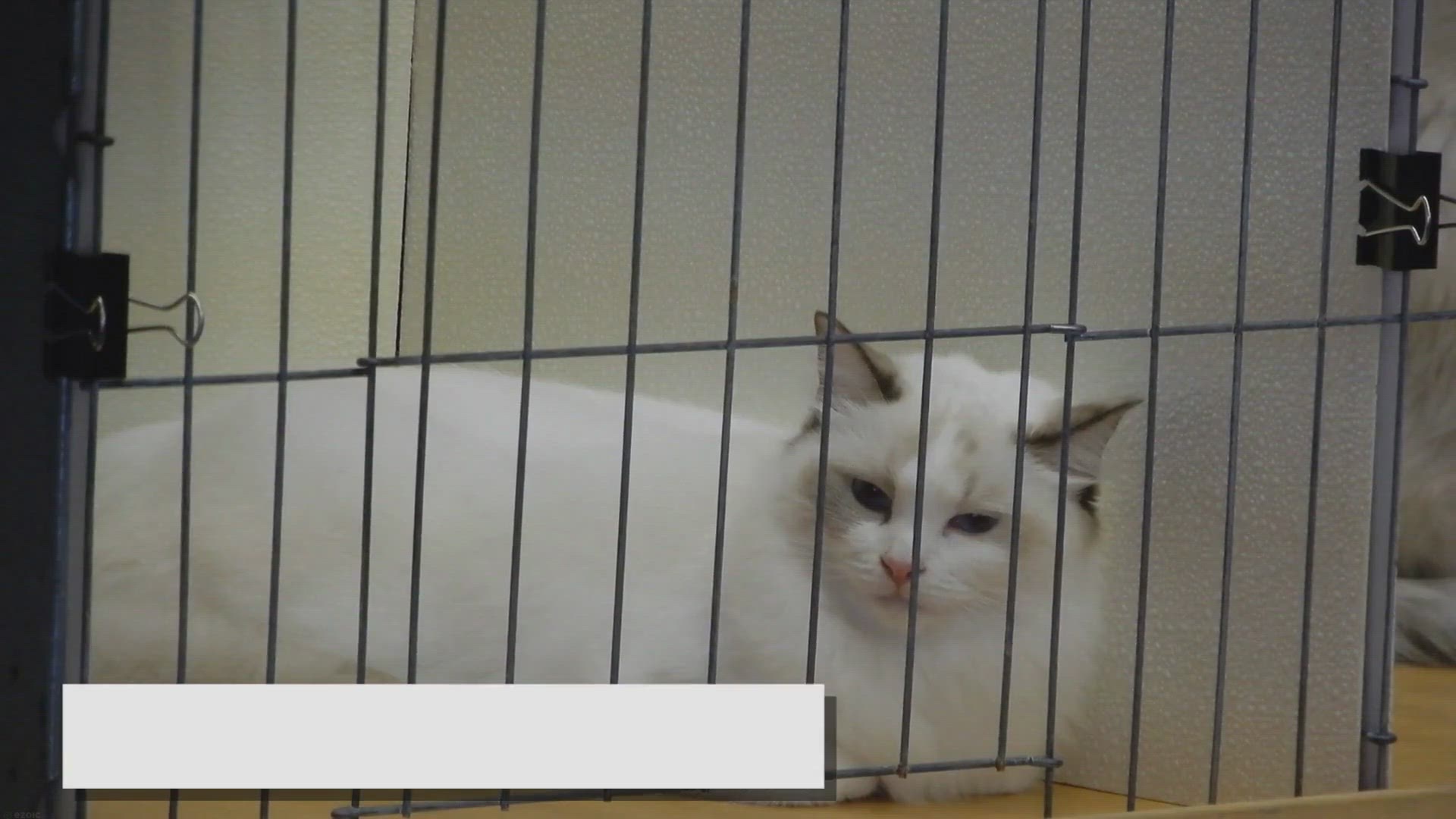 'Video thumbnail for The Enigmatic Meow: Unraveling the Mystery of the Ragdoll's Unique Vocalization'