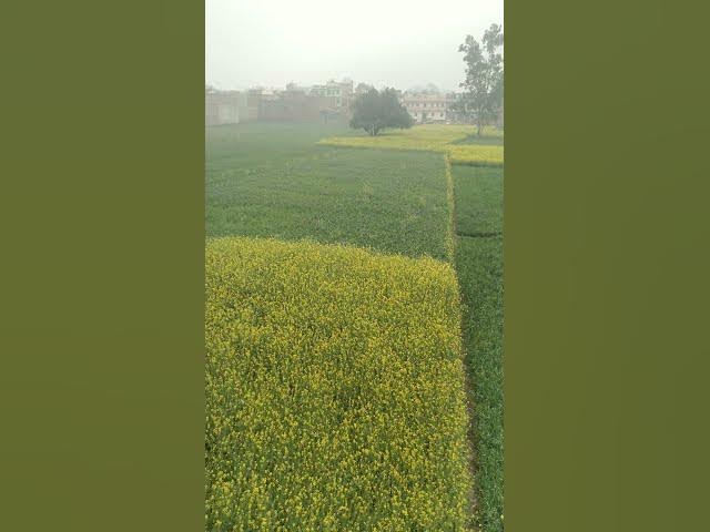 Video thumbnail for Nature in yellow