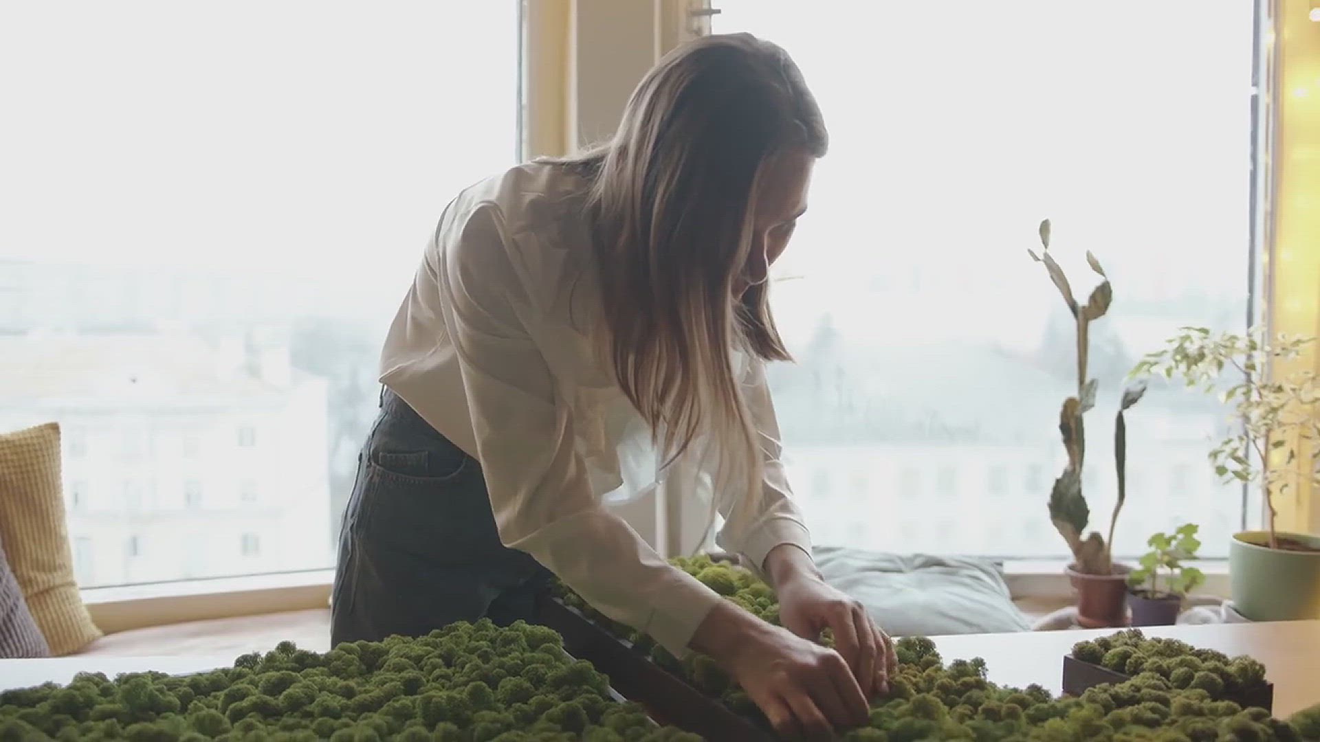 'Video thumbnail for How to Grow a Rubber Plant'