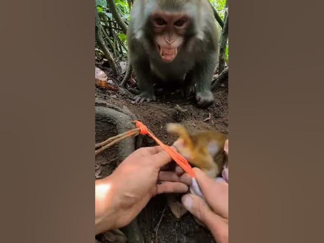 Video thumbnail for Hands Prying Elastic in a Tight Forest Den Pocket