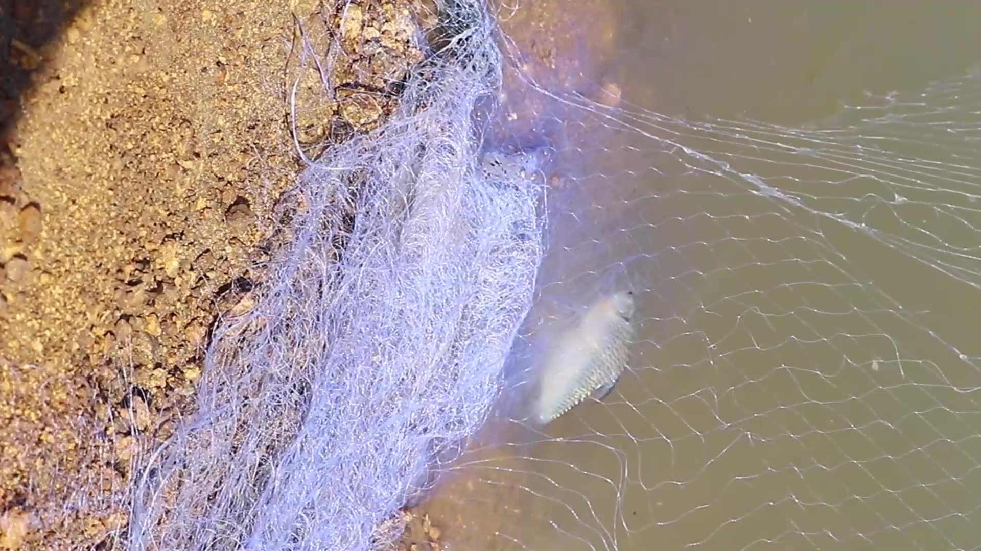 Video thumbnail for Using netcast to catch fish in river