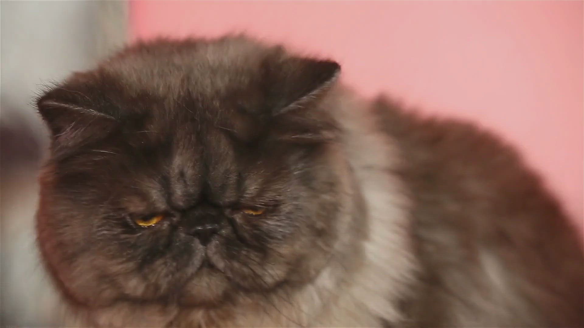 Video thumbnail for The Persian Cat: Unveiling the Price in Manila