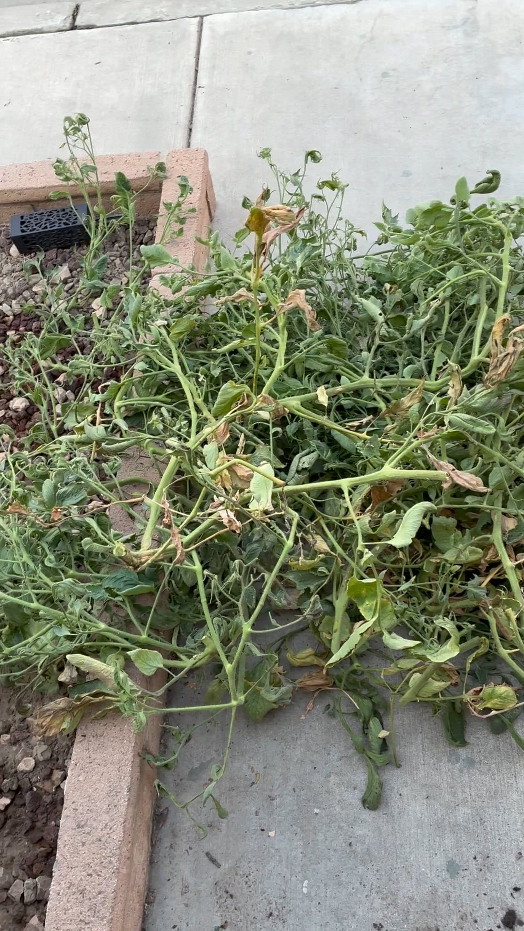 Video thumbnail for Georgie 3 (farm cat)