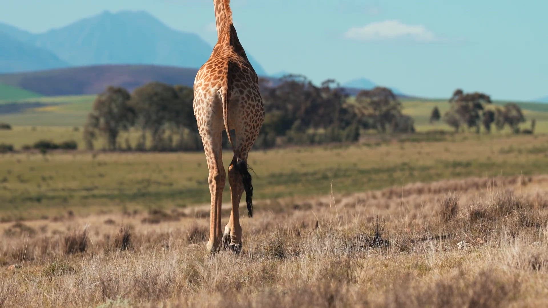 Video thumbnail for test long video