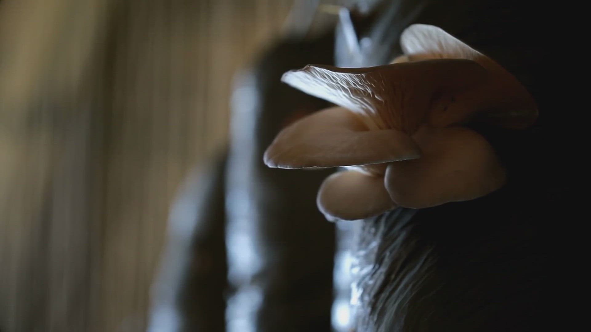 'Video thumbnail for How to Cultivate Oyster Mushrooms'