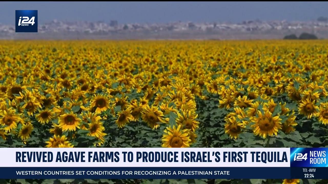 Video thumbnail for Revived agave farms to produce Israel's first tequila