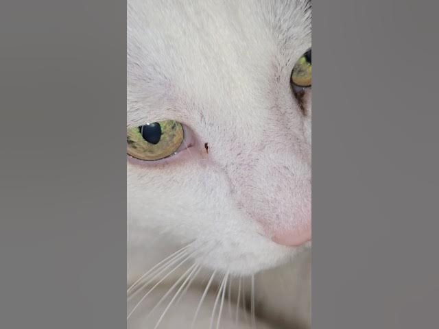 Video thumbnail for a cat in his natural habitat