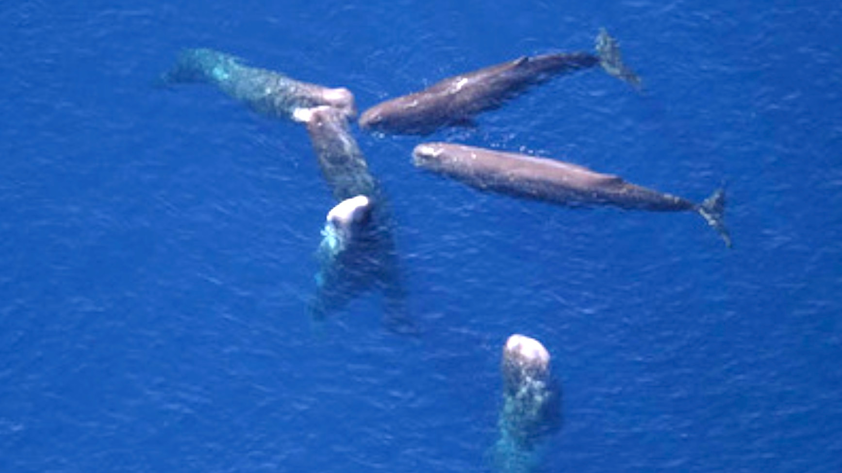Video thumbnail for How Sperm Whales Use Poop to Defend Against Orcas