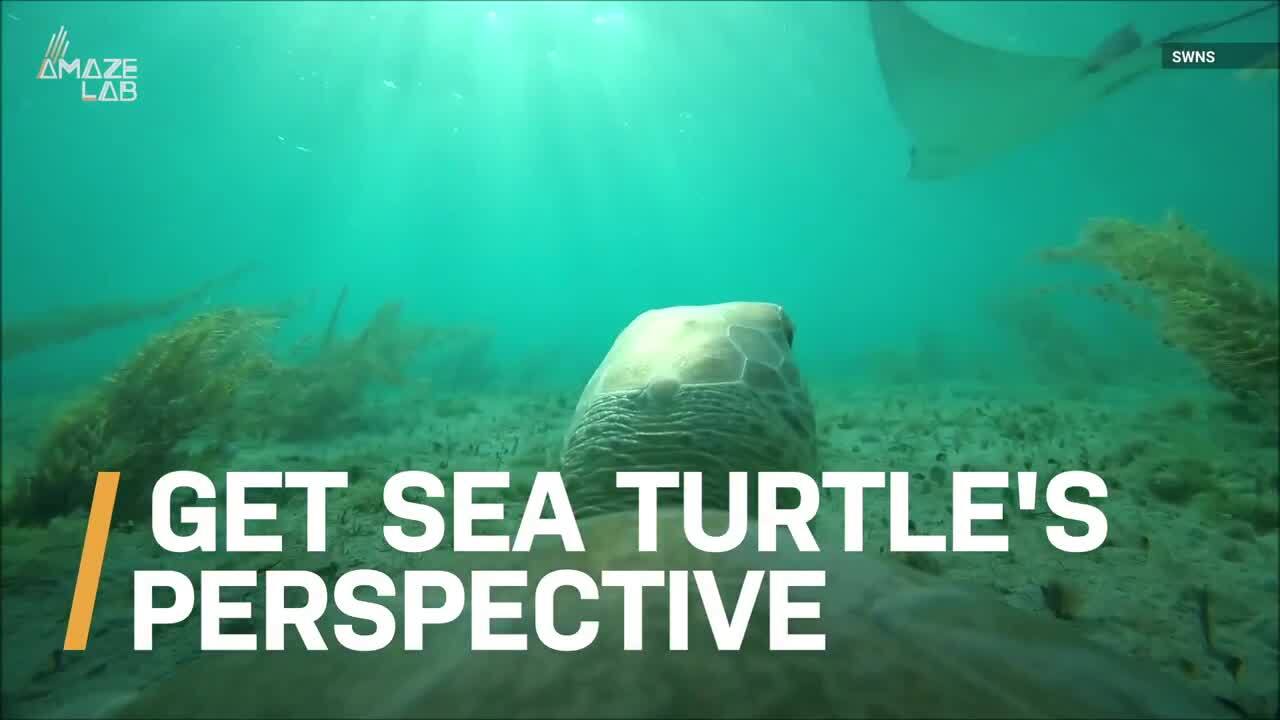 Video thumbnail for Sea Cam Reveals a Turtle's Unique Ocean Life